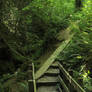 Jungle Stairs