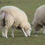 Sheep Bums