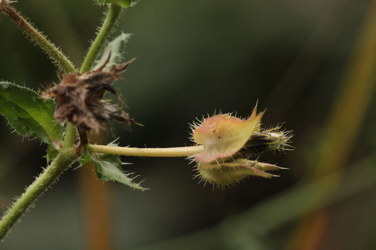 Blowing Raspberries by Tobbolen on DeviantArt