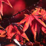 Crimson Leaves XV