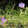 Two Crocuses