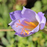 Autumn Crocus I