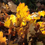 Golden Oak Leaves