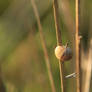 Shell on a Branch