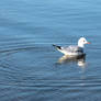 Swimming Gull