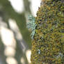 Lichen Covered Tree