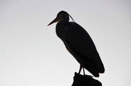 Heron Keeps Watch