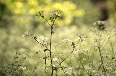 Those Lovely May Evenings