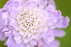 Scabius Close-up