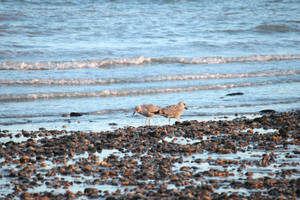 Looking for Shellfish
