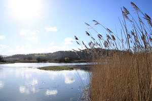 Early Spring By the Lake