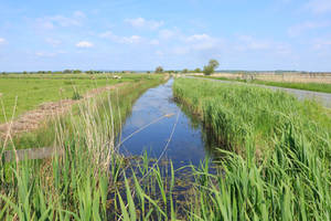 Marsh in the Spring