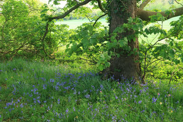 Bluebells and Trees