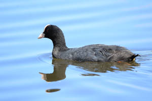 You Old Coot