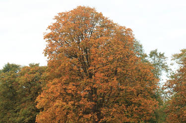 Orange Coat