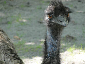 It's an 'Emo'  -Emu-