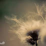 life cycle of a thistle