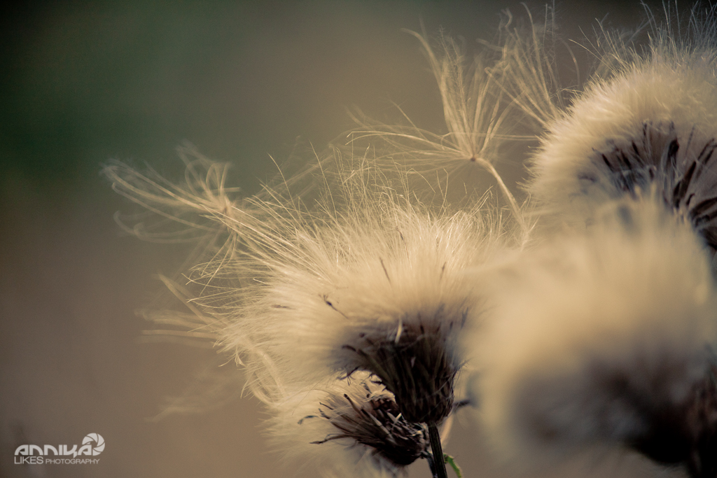 life cycle of a thistle