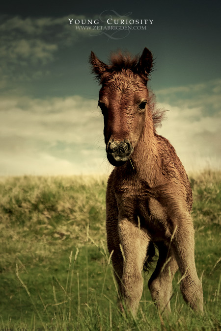 Young Curiosity