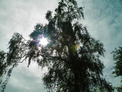 Sun Through The Trees