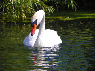 Swan Fishing In The River