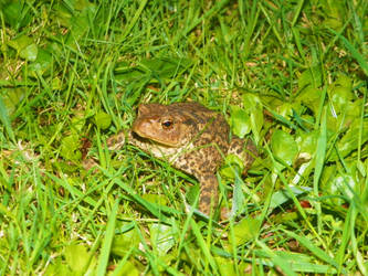 Toad In The Grass 2