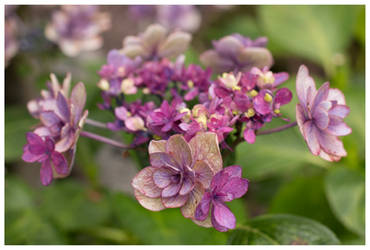 Vintage Flowers