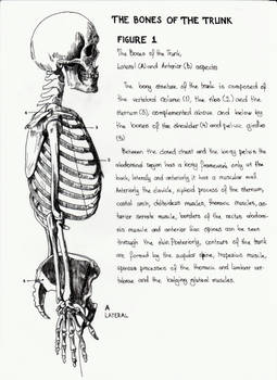 The Bones Of The Trunk - 01