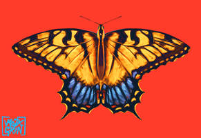 Butterfly