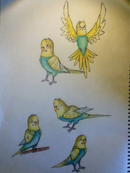 Cloud the budgie