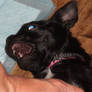 Shadow My Pug Chihuahua Mix 12 Weeks Naughty Girl