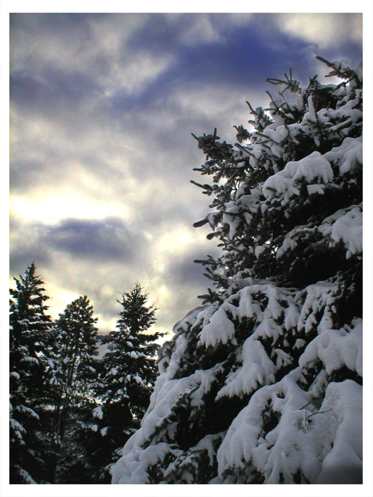 Snowy Trees