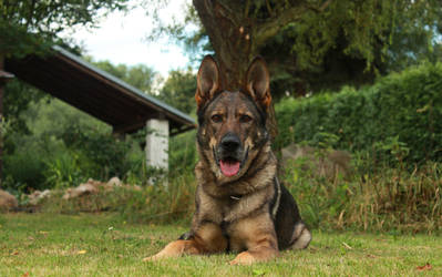 German shepherd