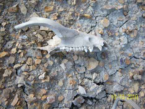 Jaw Bone 2