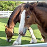 Mother and Baby Clydesdale