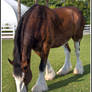 Grazing Clydesdale