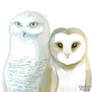 My Favorite Owls