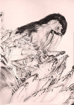 Toucan - ballpoint pen, A3