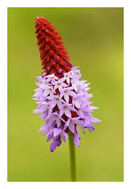 Primula Vialli