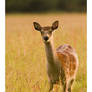 Fallow Deer