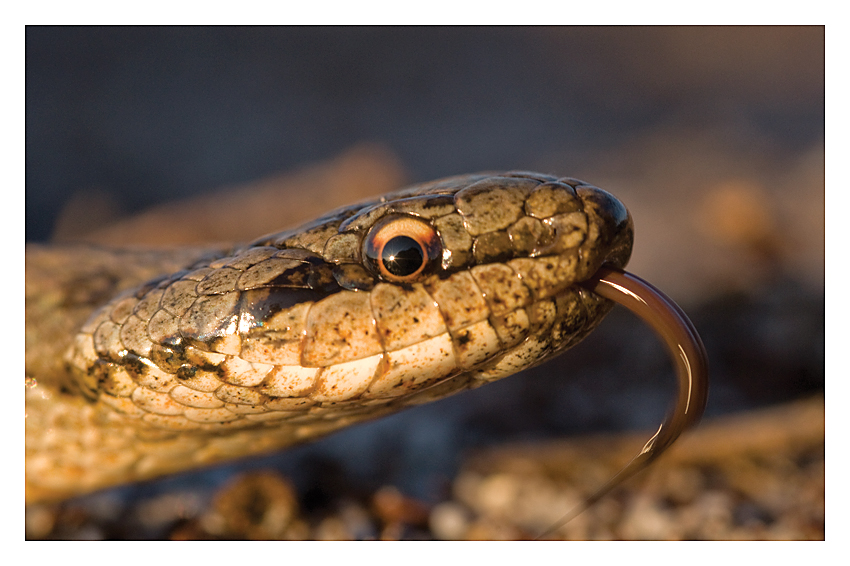 European Grass Snake