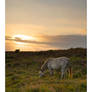 Grazing on the New Forest