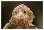 Windswept Bateleur Eagle by Neutron2K