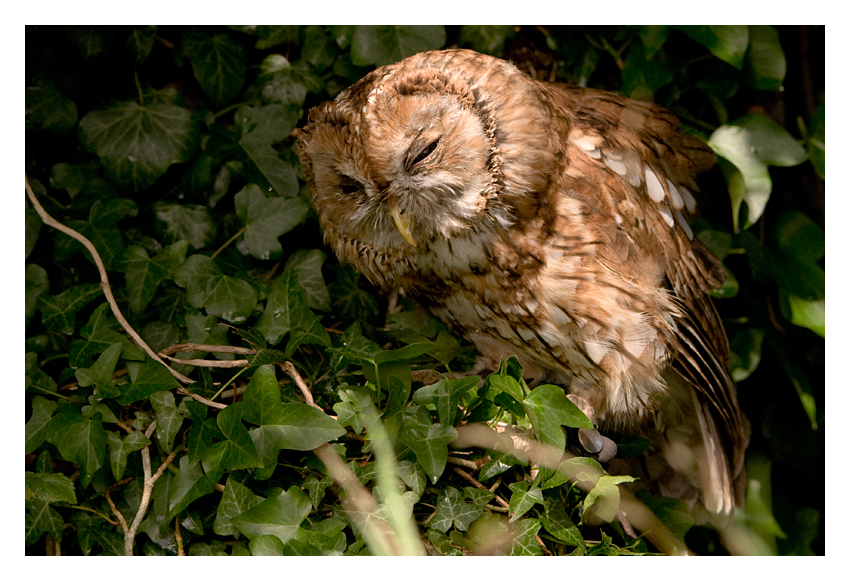 Tawny Owl