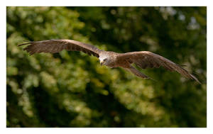 Black Kite in Flight