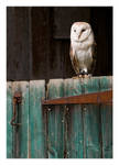 Barn Owl by Neutron2K