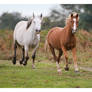 New Forest Pony Drift III