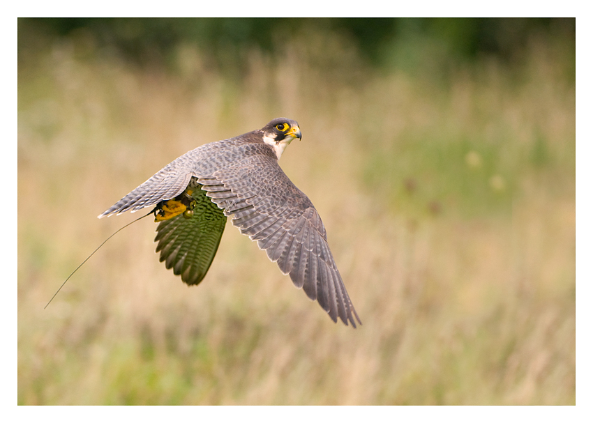 Peregrine Falcon in Flight