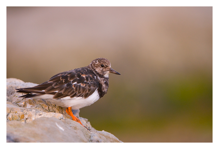 Turnstone