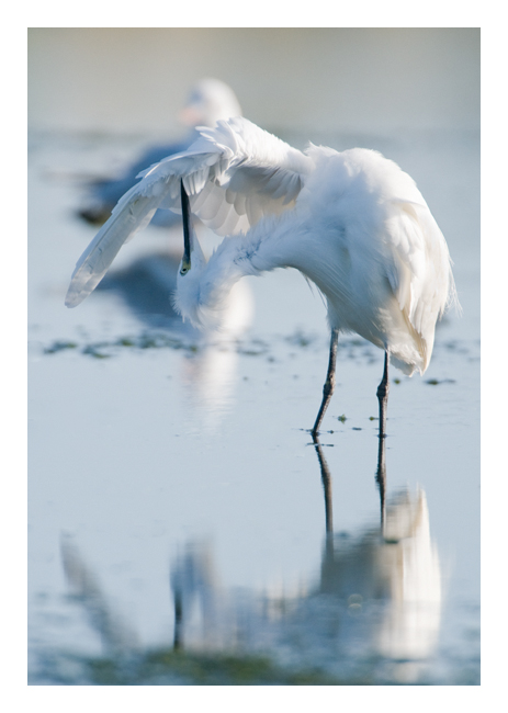 Preening